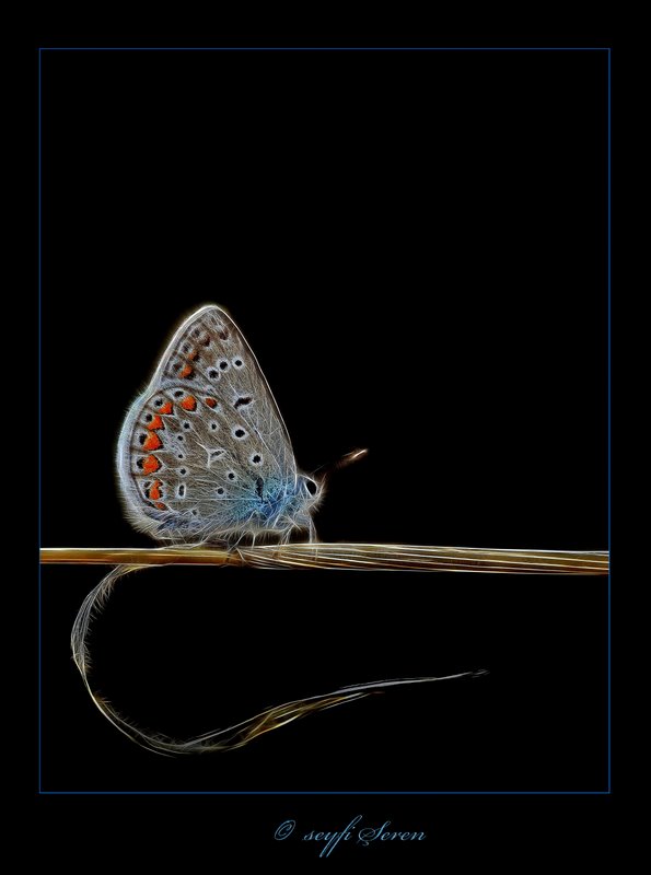 Kelebek'e hikayeler...