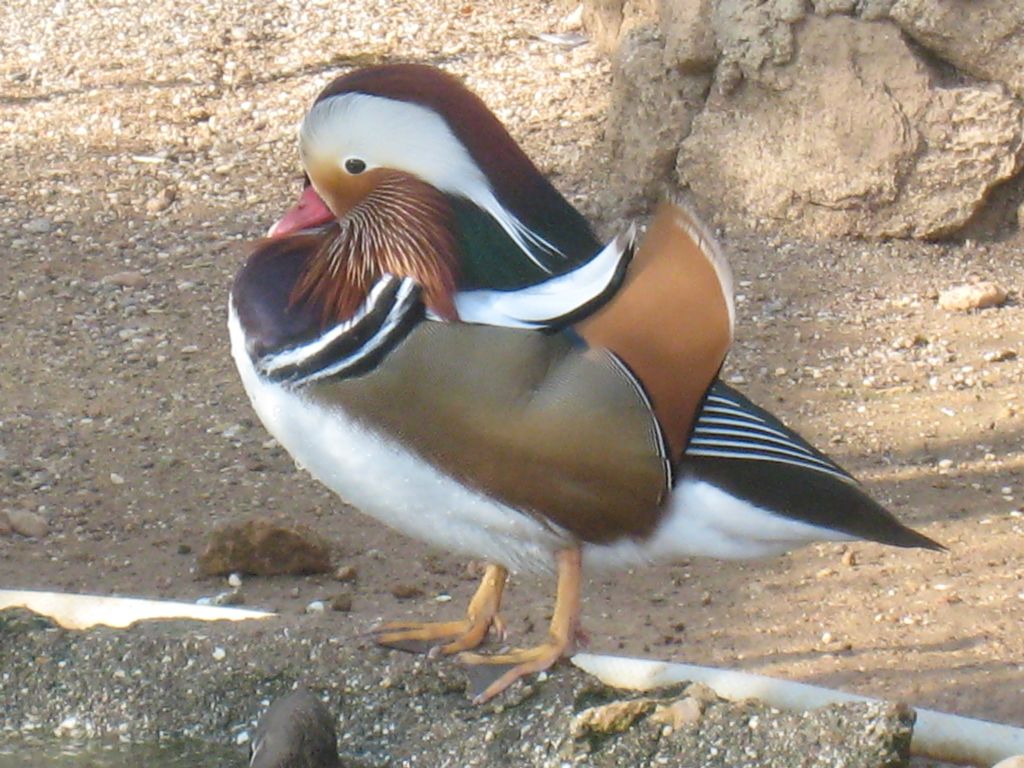 mandarin rdei