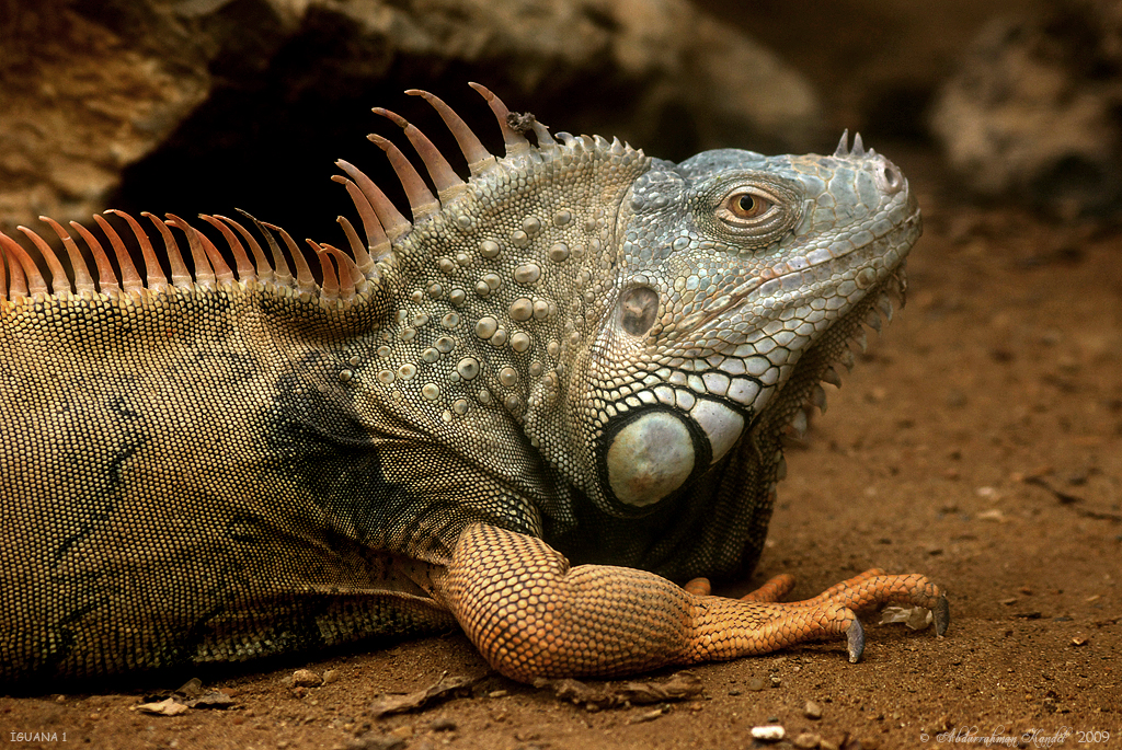 guana 1