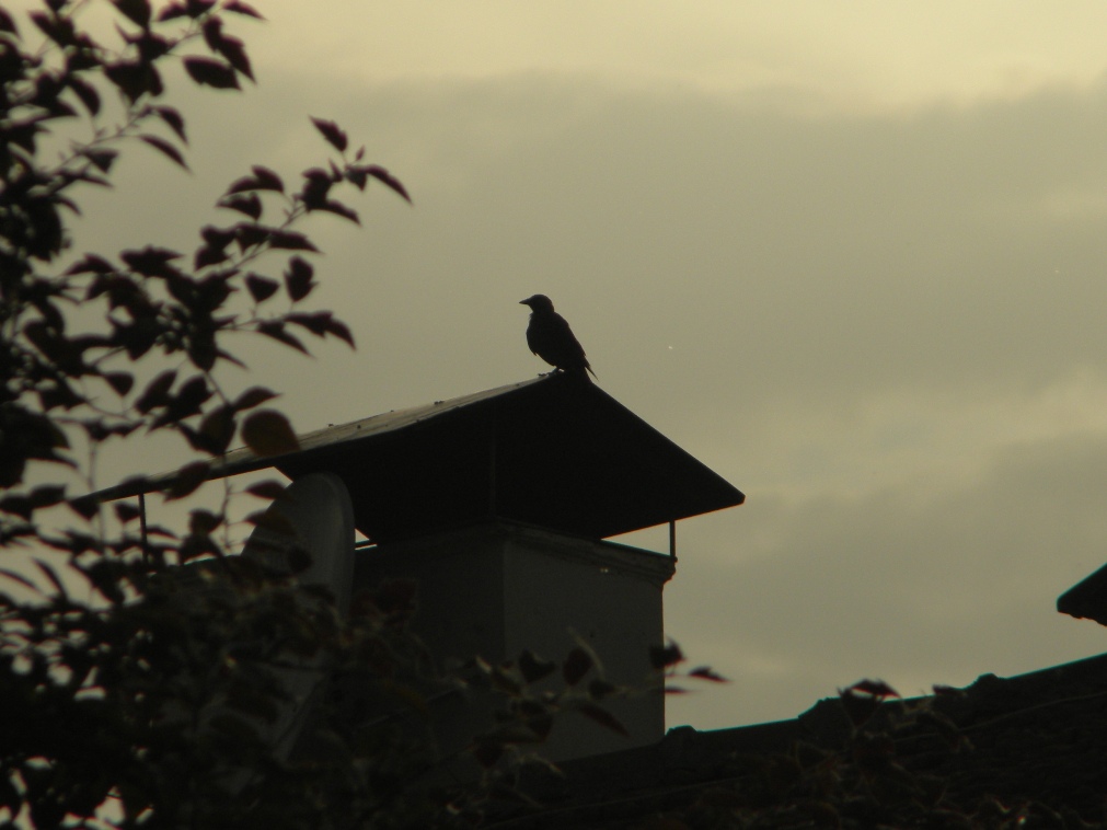 G�nbat�m�nda K���k Mola