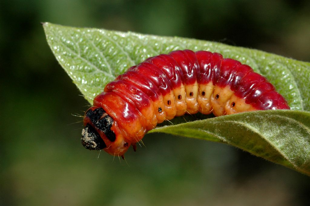 Dev Larva