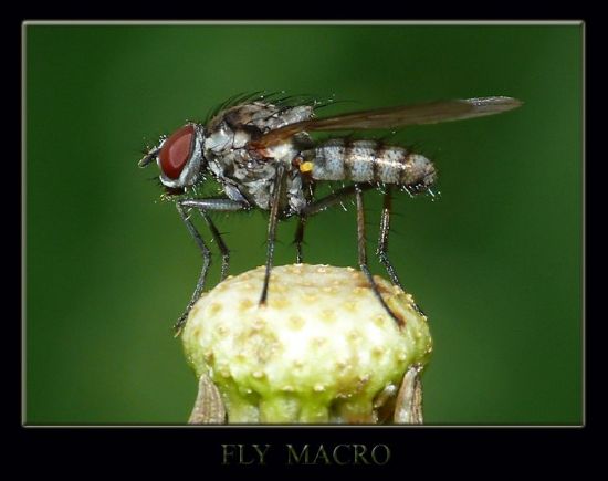 Fly Macro