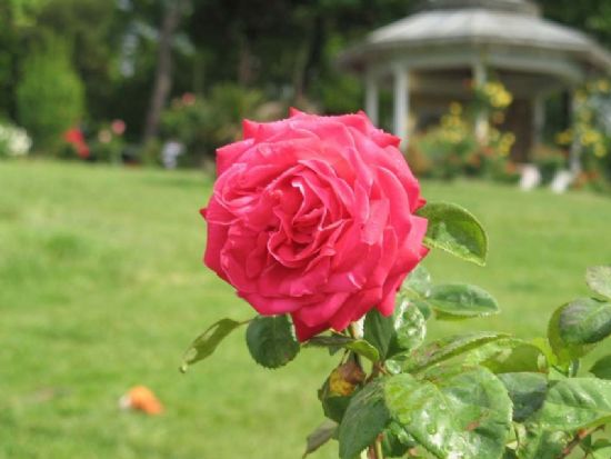 �aml�cada Bir G�l