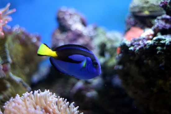 Dori