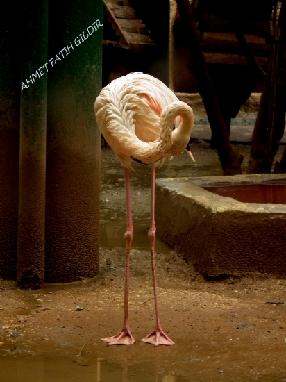 Flamingo