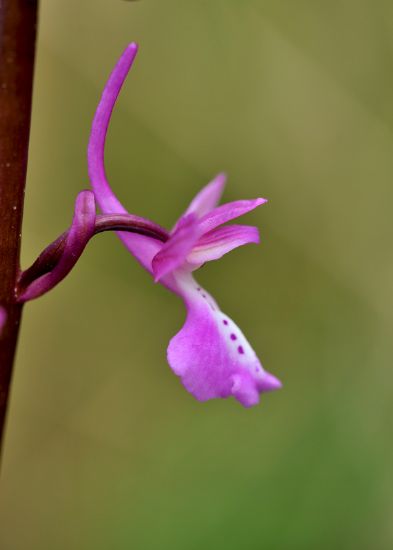 Anadolu Orkidesi