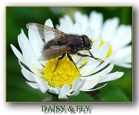 Daisy & Fly