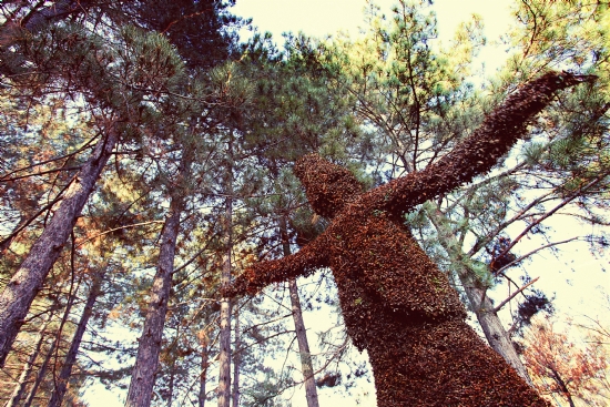 Ne Olursan Ol Yine Gel...