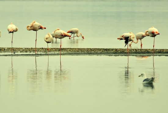 Cezal Flamingolar