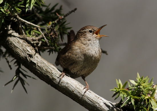 Troglodytes Troglodytes