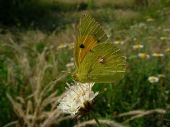 Sar Kelebek