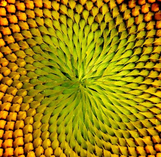 Matematiin Bylesi (fibonacci Dizisi)