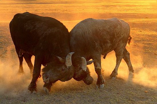 Pike_37 Arif Ustama...