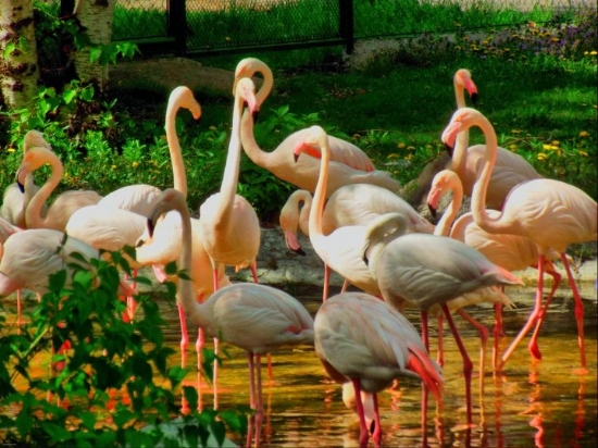 Flamingolar :) Atatrk Orman iftliinden..
