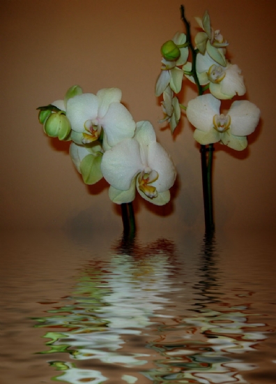 Orkidem