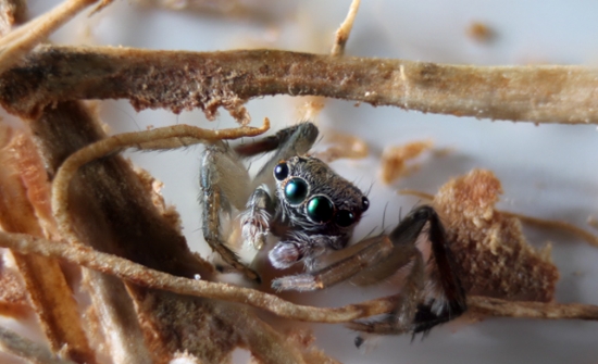 Jump Spider