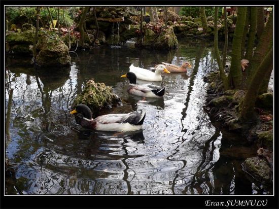 Sedir Adas Yolunda nar Tesisleri