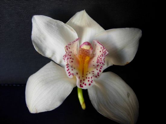 Orkidemm