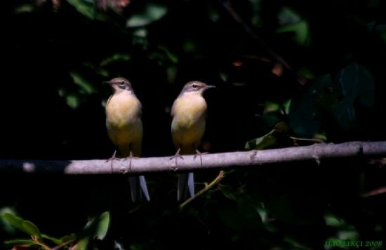 Da� Kuyruksallayan� 2