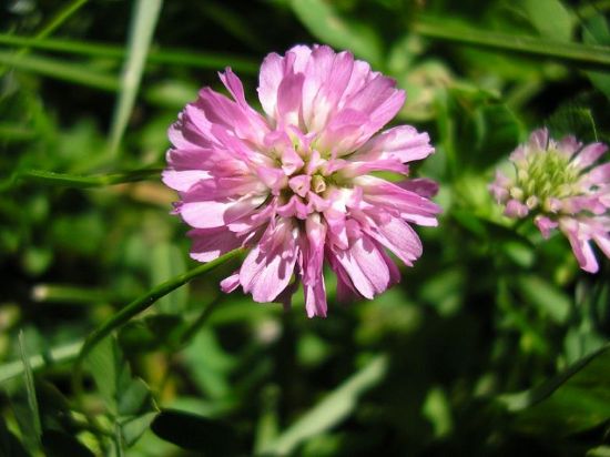 Trifolium Pratense (krmz Yonca/ayr gl)