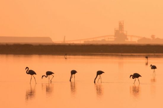 Flamingolar