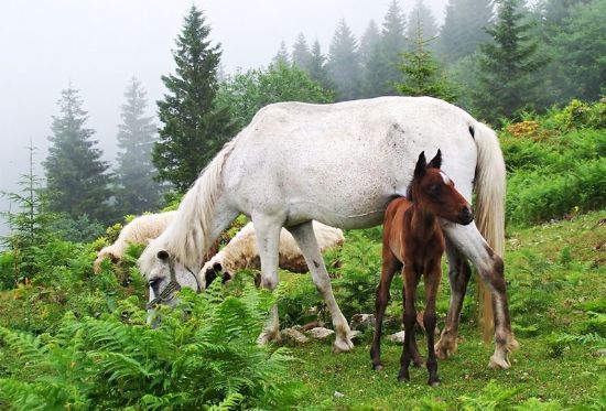 Yayla