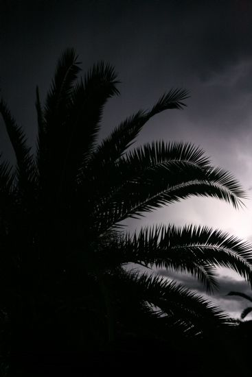 imek-bulut-palmiye