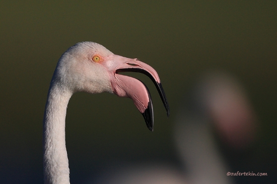 Flamingo/ Greater Flamingo / Phoenicopterus Roseus