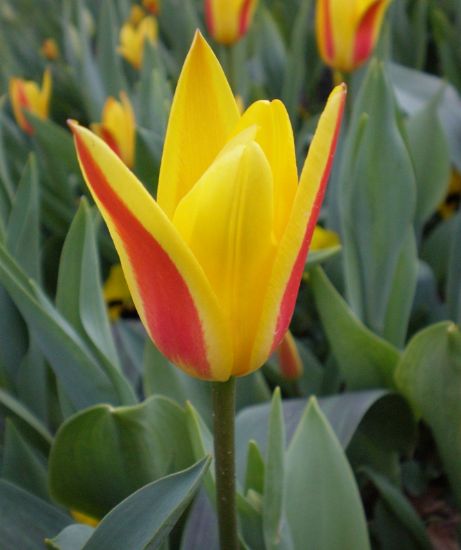 Tulipa Clusiana (hanım Lalesi)*