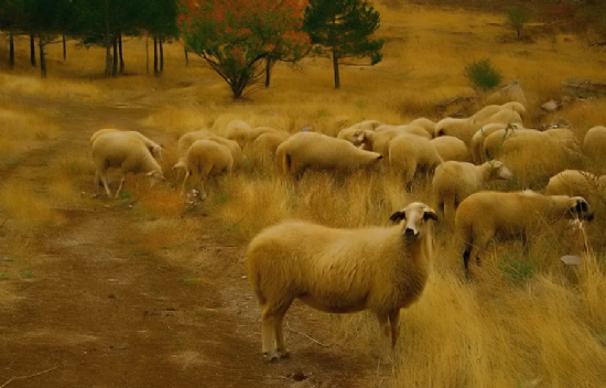 Hafzn Koyunlar-2