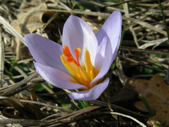Crocus Biflorus Subsp.  Adamii