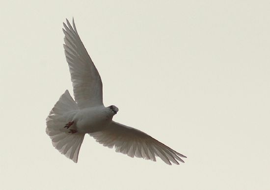 ” Ya ekilir Ya ekilmez”