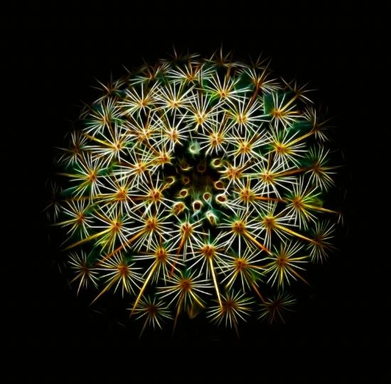 Fractal Prickly Angel