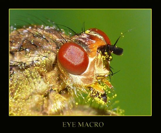 Eye Macro