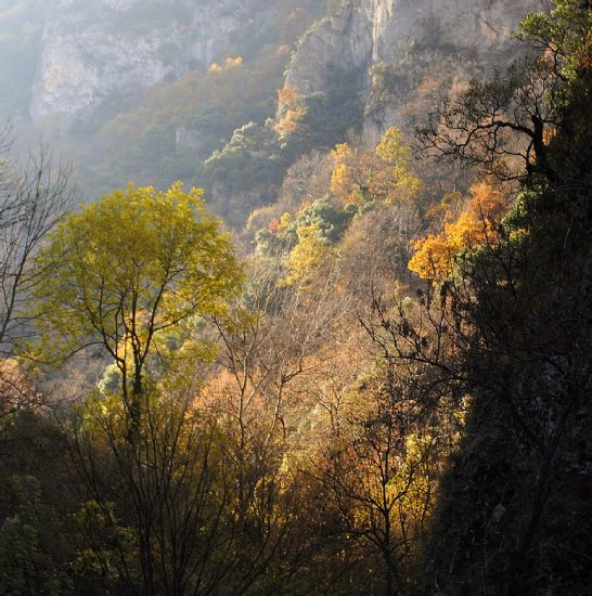 Transparan Dusler....