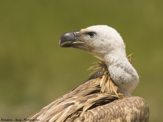 Kzl Akbaba .. Griffon Vulture ..  Gyps Fulvus