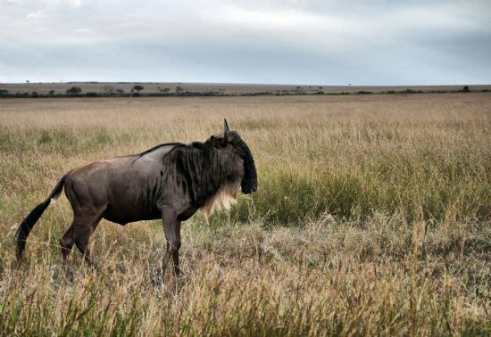 Okuz Basli Antilop -wild Beast