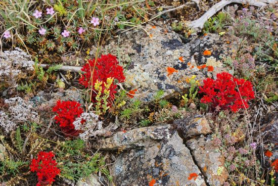 Sedum Booleanum -kzliek