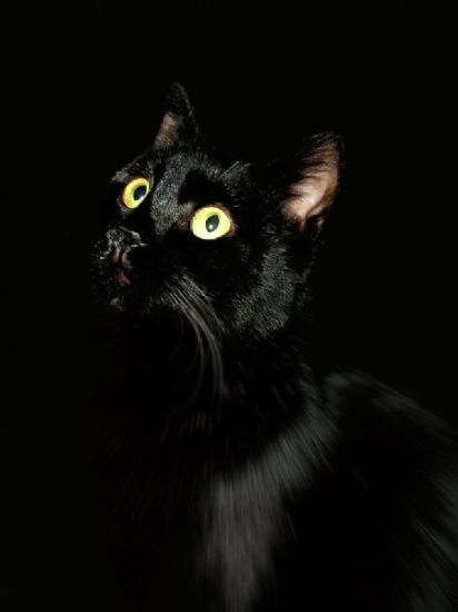 Kara Kedi Dnm. 1