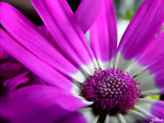 Tomurcuklar”bir G�n Onlarda A�acaklar.