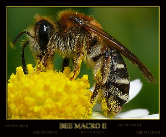 Bee Macro I