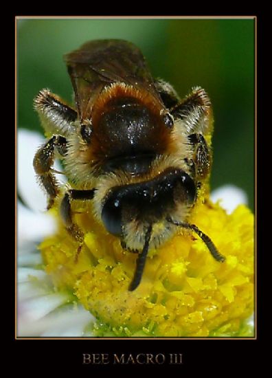 Bee Macro I