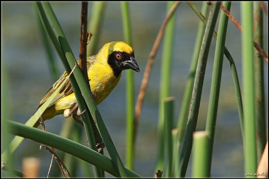 Southern Masked-weaver