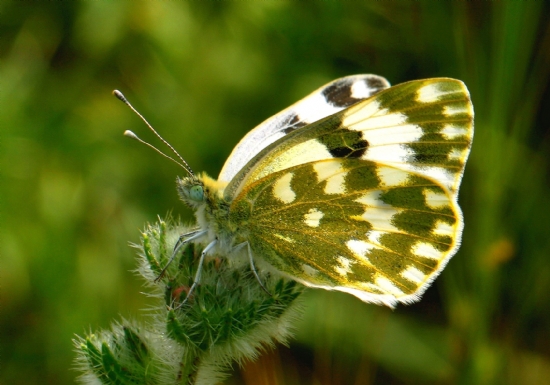 Pontia  Edusa