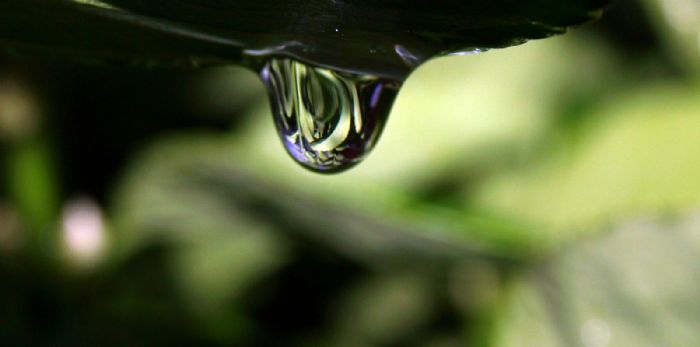 Yapra Doyuran Yamur Damlas