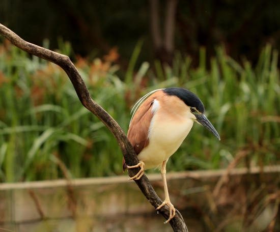 Parkville Heron