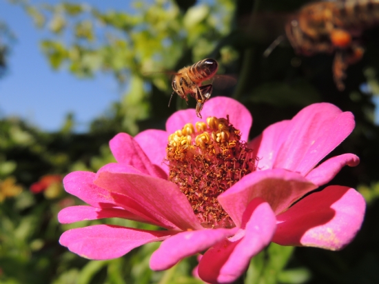 Honey Bee & Flower