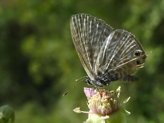 23 - Mavizebra (leptotes Pirithous )