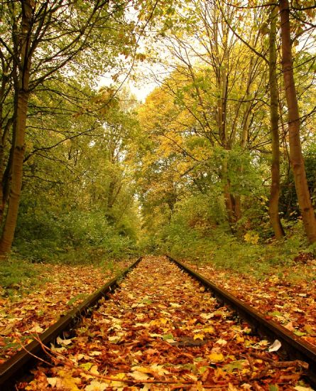 Sonbahar Ve Trenyolu