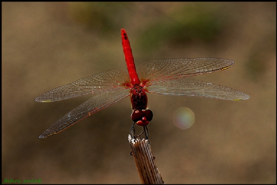 Dragonfly-yusufuk